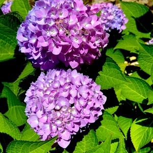 Evie package bundle blankets